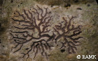 Phaeographis intricans.jpg